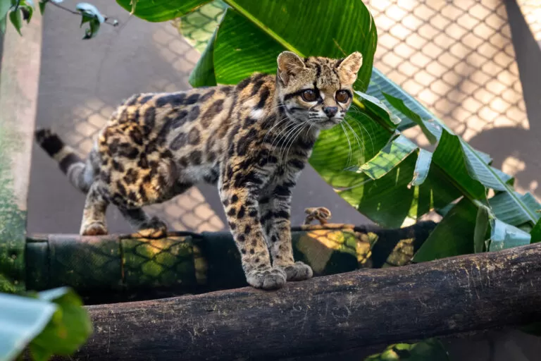 Fotos: William Brisida/Itaipu Binacional.