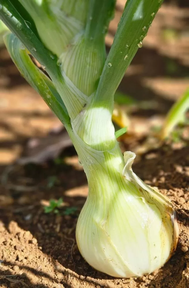 Foto: Paula Rodrigues