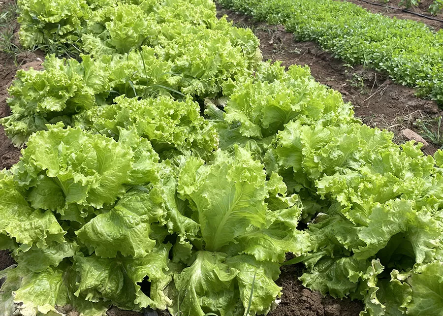 Foto: Nadir Rodrigues