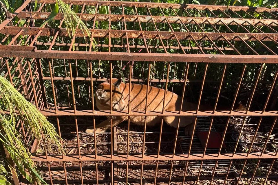 Filhote de onça-parda, capturados por técnicos do IAT em Iporã, no Noroeste do Paraná, retornou à natureza nesta quarta-feira (25) Foto: IAT Umuarama