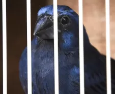 Pássaros resgatados do tráfico de animais começaram a voltar para a natureza nesta quarta-feira (25) Foto: Denis Ferreira Netto/SEDEST-PR