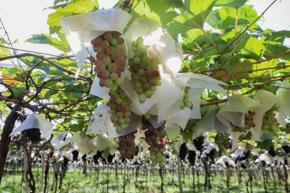 Adapar abre cadastro para mapear pomares de uva e prevenir deriva de agrotóxicos Foto: Ari Dias/AEN