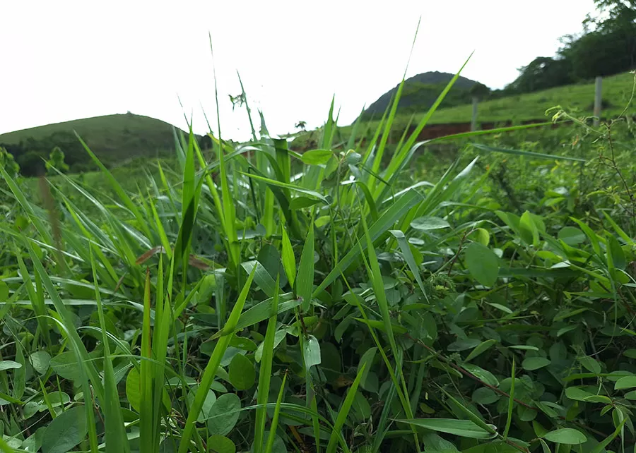 O produto atua positivamente sobre as principais leguminosas forrageiras recomendadas para consórcios