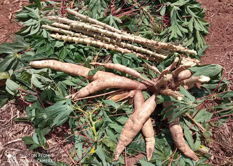 Foto: Marco Antonio Sedrez Rangel