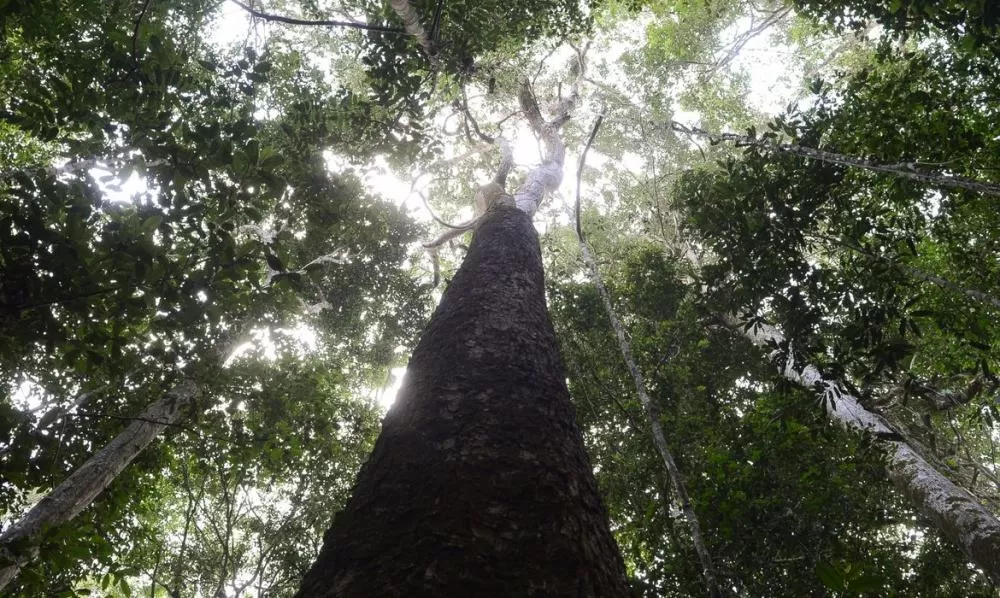  Antonio Cruz/Agência Brasil