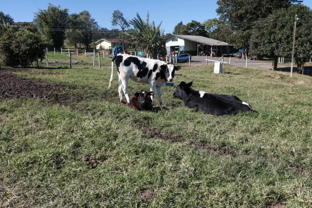 Boletim do Deral destaca avanço da bovinocultura e impacto das geadas nas lavouras Foto: Geraldo Bubniak/AEN