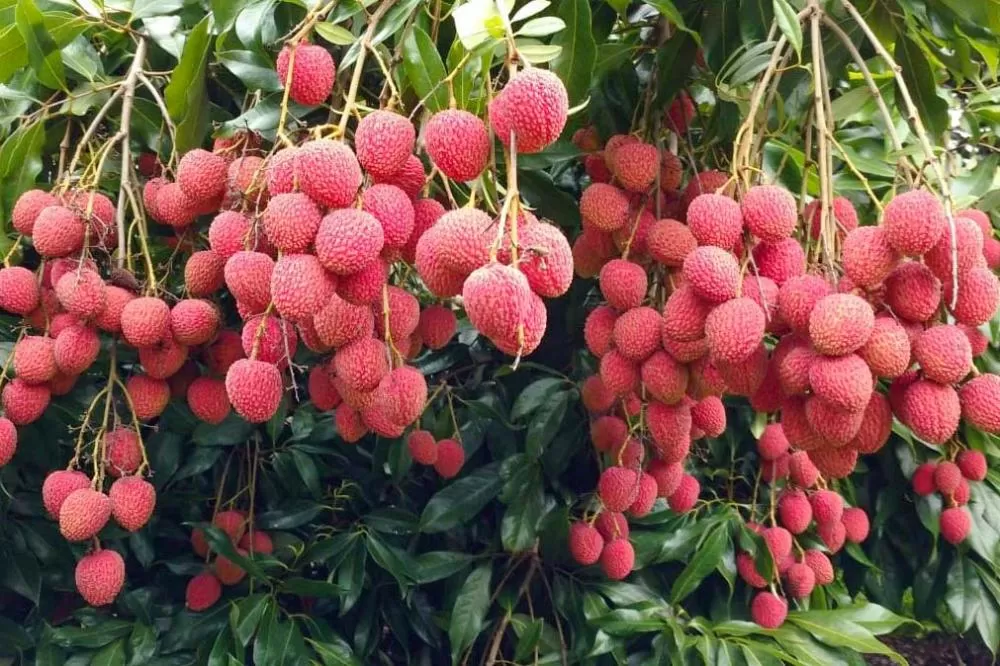 Com apoio do IDR-Paraná, encontro vai debater rumos da fruticultura no Estado Foto: IDR