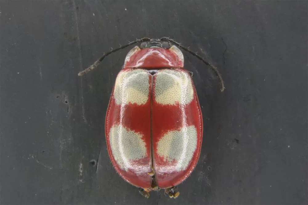 Besouro Saltador dos Campos Gerais: pesquisadores da UEPG descobrem nova espécie Foto: Jéssica Natal/UEPG