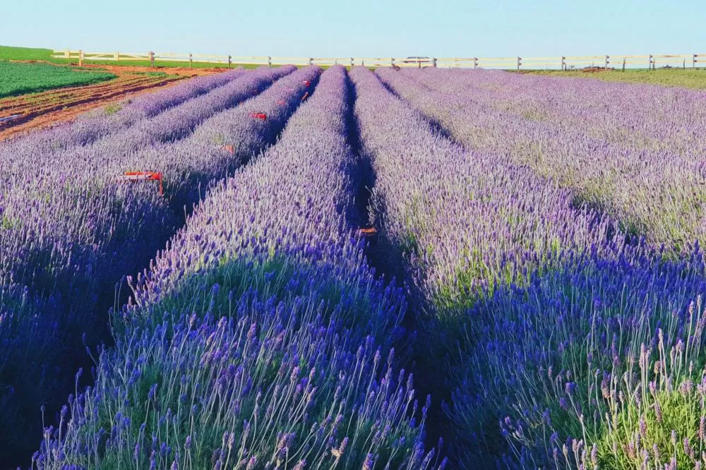 Da lavanda à caminhada: turismo rural gera renda extra para produtores do Paraná Foto: IDR-PARANÁ