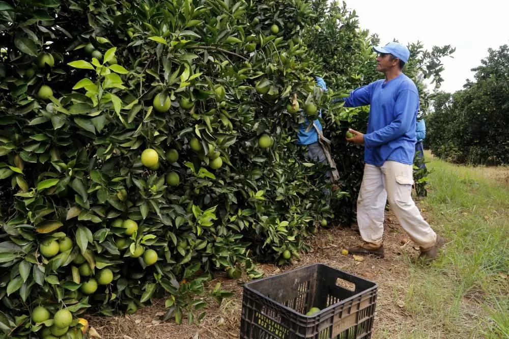 Dia de Campo da Expotécnica levará conhecimento prático aos produtores rurais Foto: Gilson Abreu/Arquivo AEN