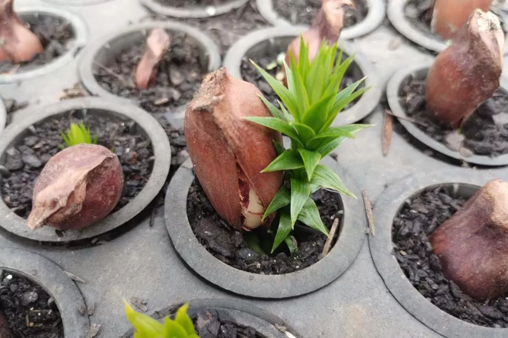 Nova Portaria editada pelo Instituto Água e Terra prevê novas diretrizes para a doação de mudas no Paraná. Foto: Alexandre Dal Forno Mastella/IAT