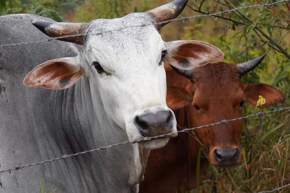 Adapar intensifica ações de educação sanitária contra brucelose e tuberculose Foto: ADAPAR-PARANÁ