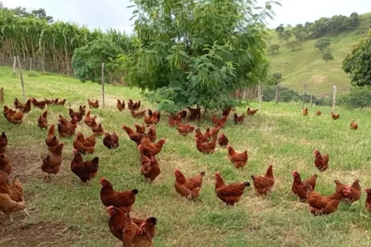 Produção de ovos caipiras e orgânicos em Jardim Alegre. Foto: Cocavi