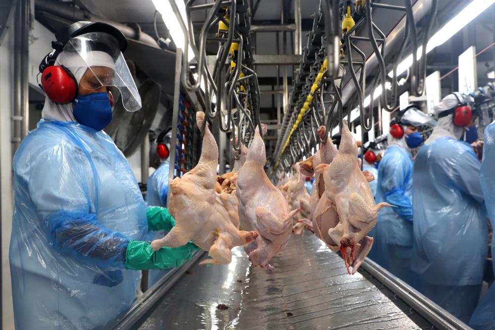 Paraná alcança maior produção semestral de frango e suínos da história em 2023 Foto: Ari Dias/AEN