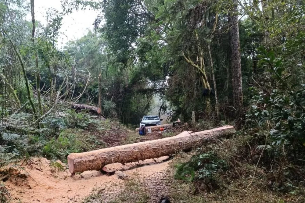 Com fiscalização intensa, Paraná reduziu em 35,6% os crimes ambientais contra a flora do primeiro semestre de 2025 Foto: IAT-PR