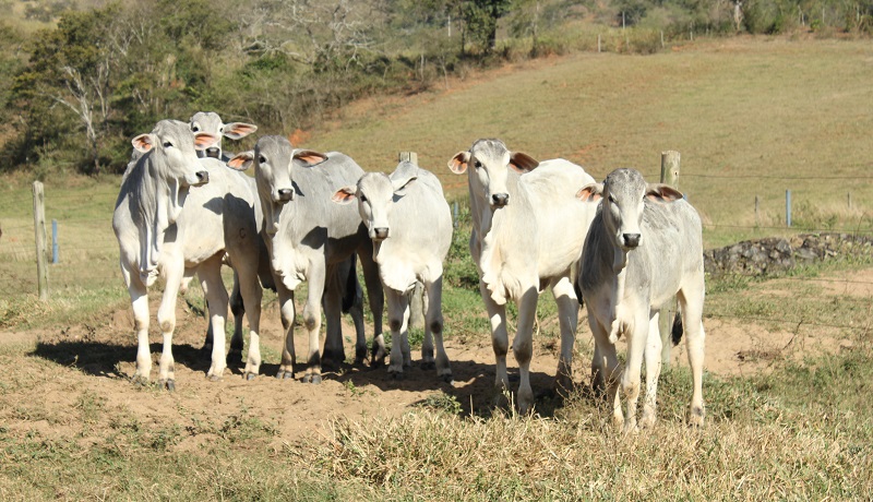 (Foto: Divulgação)