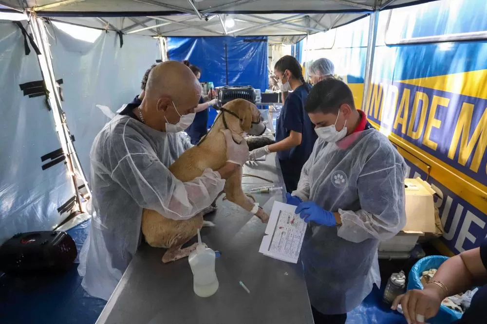 5º ciclo: 84 municípios do Paraná vão receber o programa CastraPet Paraná pela primeira vez Foto: Patryck Madeira/Arquivo/Sedest