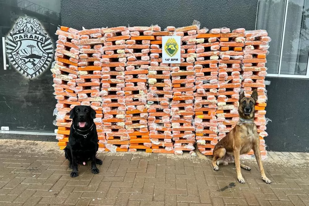 Faro apurado: canis da PMPR causam prejuízo de R$ 900 milhões ao crime desde 2023 Foto: PMPR