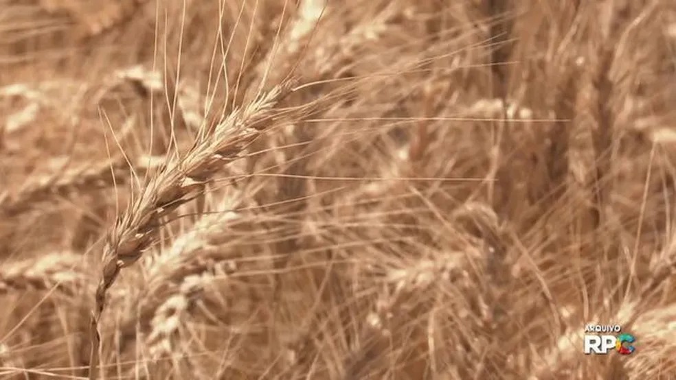 Produção de trigo no Paraná deve ser uma das maiores (Foto: Caminhos do Campo/RPC)