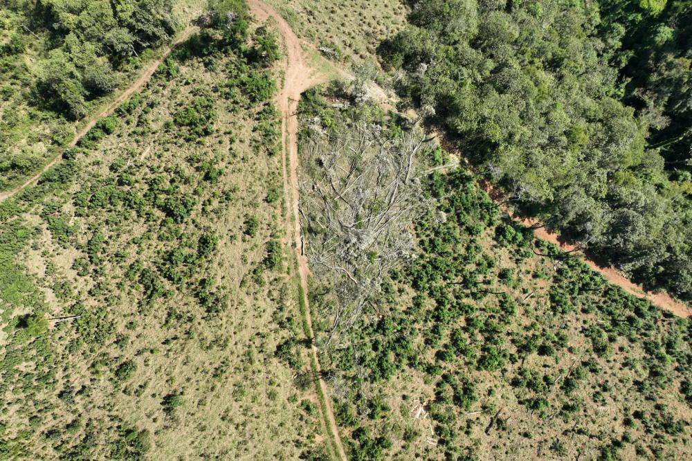 Nova plataforma dá ao IAT acesso a imagens diárias para controle de crimes ambientais Foto: IAT