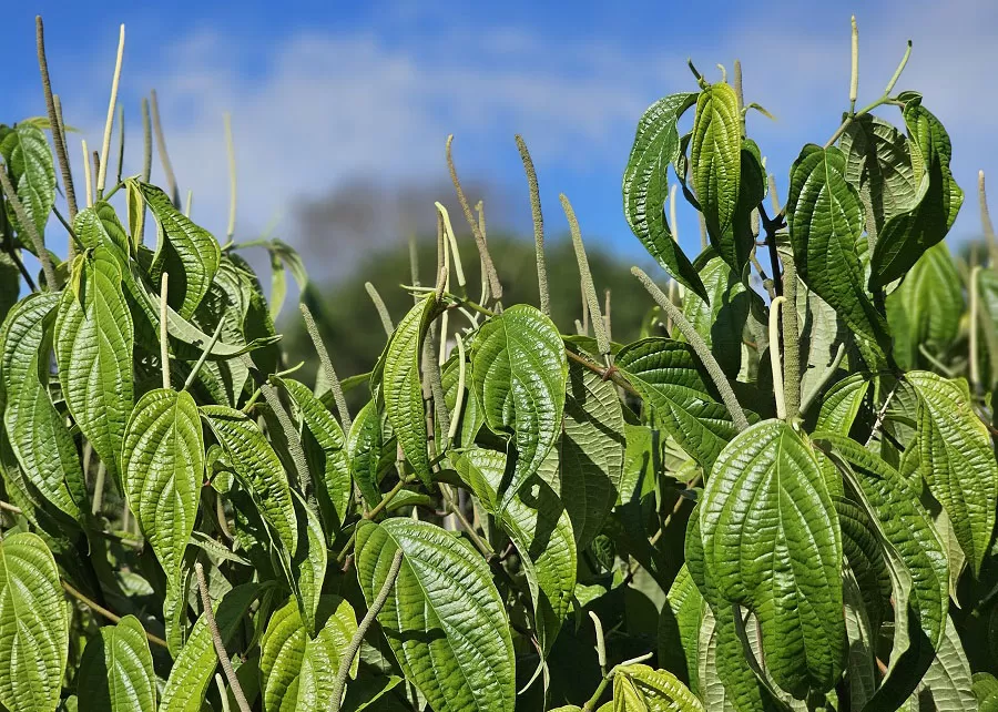 Foto: Maria José Tupinamba