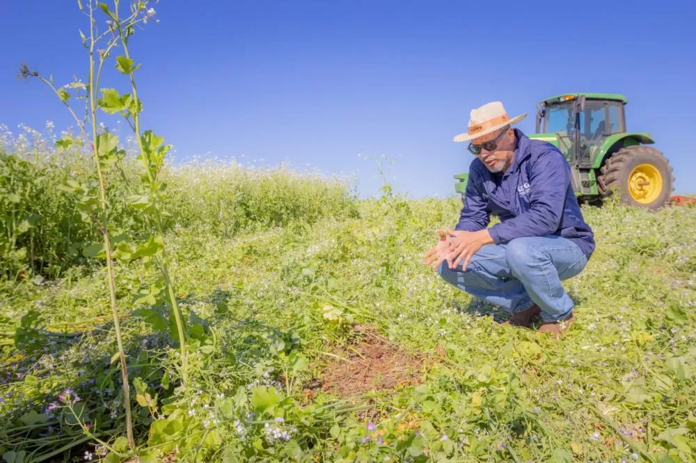 Nabo é aliado de produtores como plantio de entressafra, aponta pesquisa da UEPG Foto: Tierri Angelucci