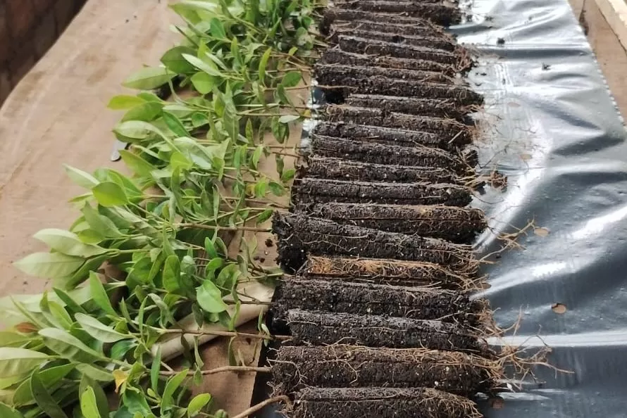 Governo do Estado, por meio dos viveiros do IAT, distribuiu 1,4 milhão de mudas no primeiro semestre de 2025 Foto: IAT