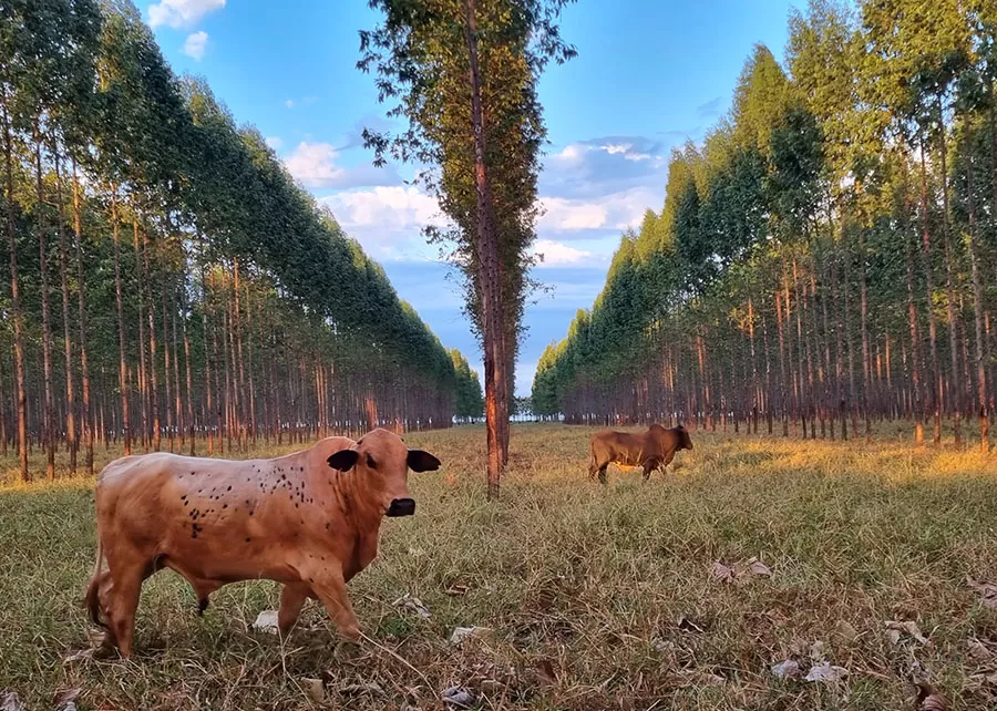 Foto: Katia Pichlelli