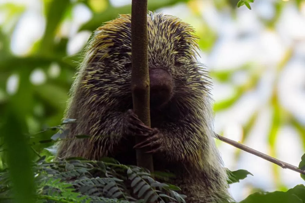 Por meio de estratégias de especialistas, estudos de fauna e flora contratados pela Sanepar demonstram a riqueza da biodiversidade no estado Foto: Sanepar