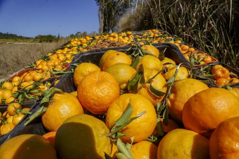 Sabor único: ponkan de Cerro Azul é a 21ª Indicação Geográfica do Paraná Foto: Gilson Abreu/AEN