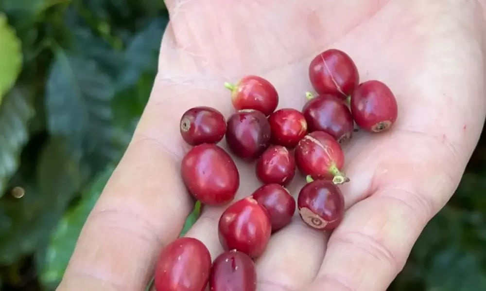 Cristina Indio do Brasil