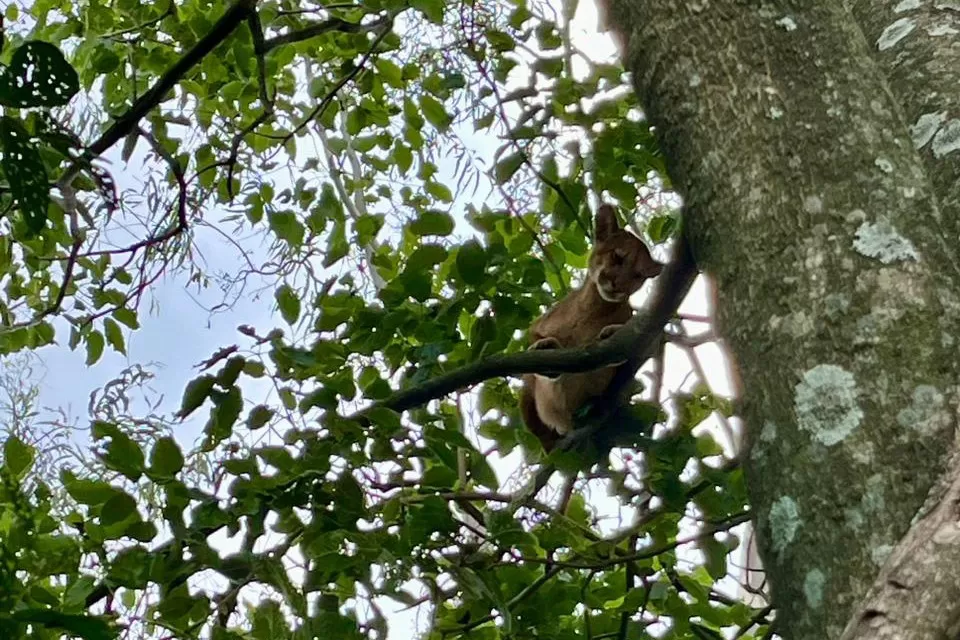 Instituto Água e Terra divulgou nesta segunda-feira (04) um protocolo de segurança para que as pessoas saibam como agir ao encontrar animais silvestres, especialmente grandes felinos Foto: IAT-PR