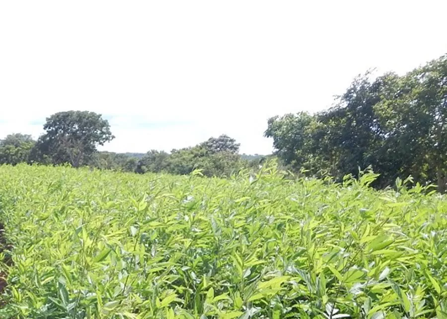 Foto: Agostinho Didonet