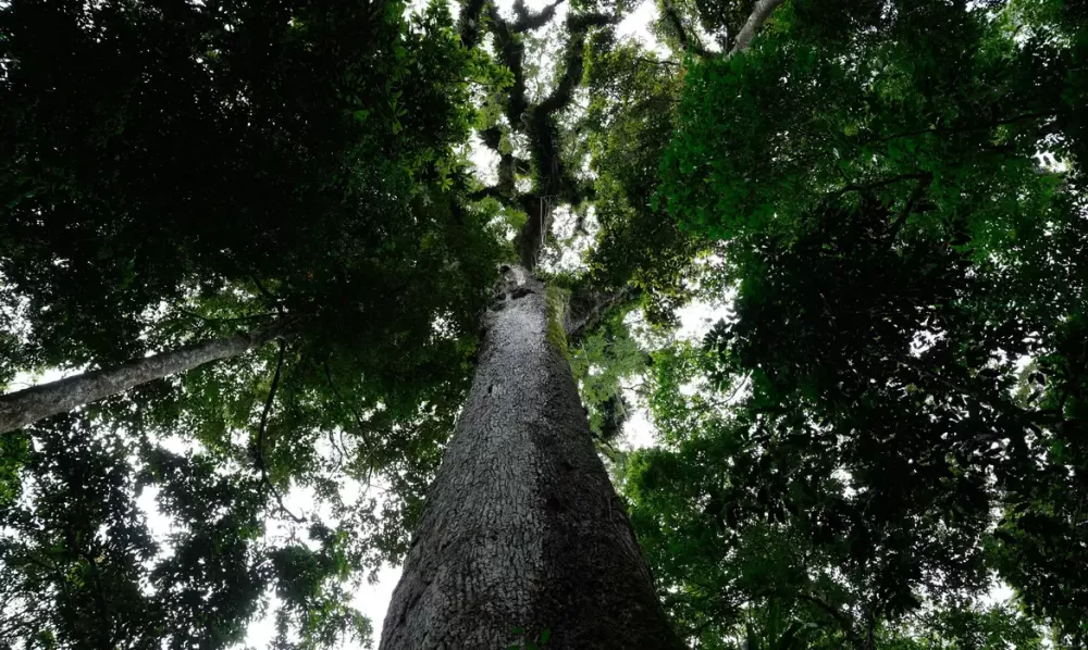  Fernando Frazão/Agência Brasil