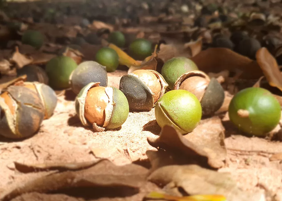 Foto: Leonardo Moriya