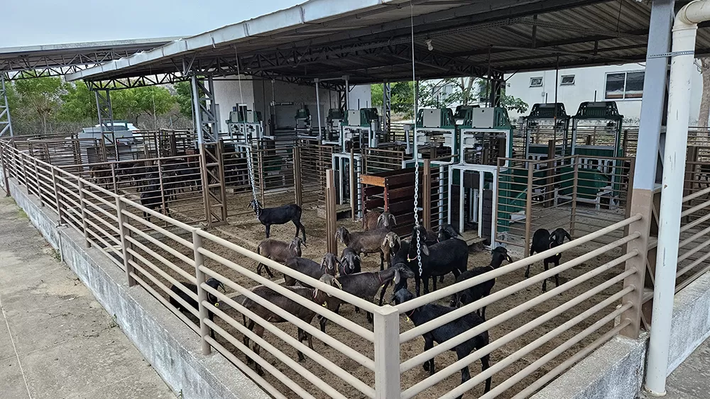 Foto: Olivardo Facó