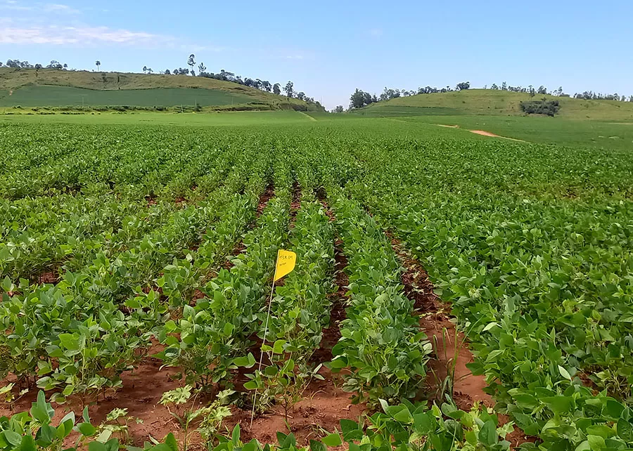 Foto: Geraldo Magela