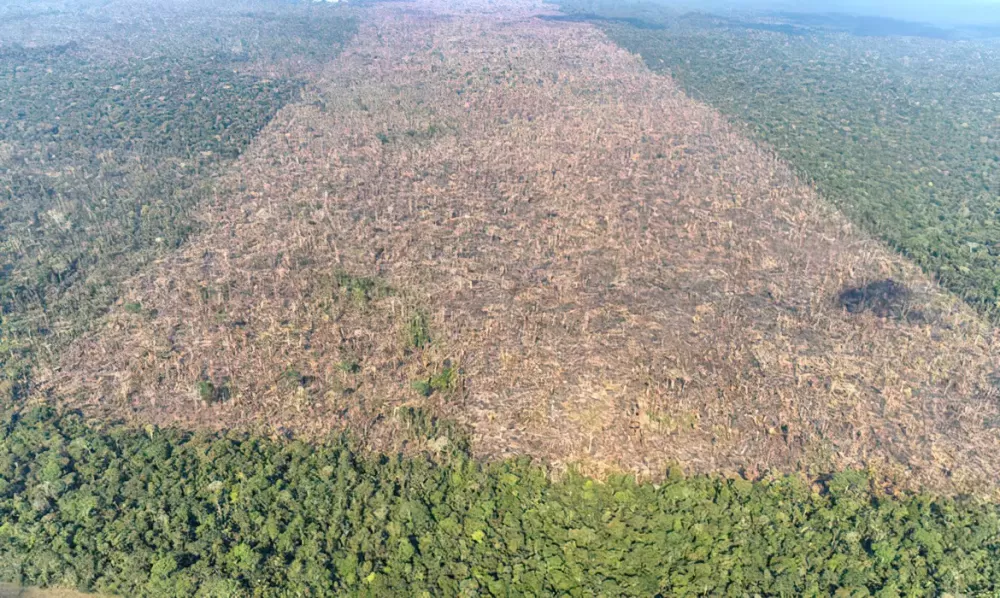 Victor Moriyama/Greenpeace