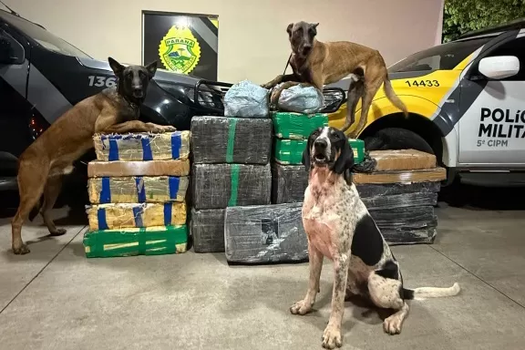 PMPR apreende 430 quilos de drogas em ações distintas no Interior Foto: PMPR