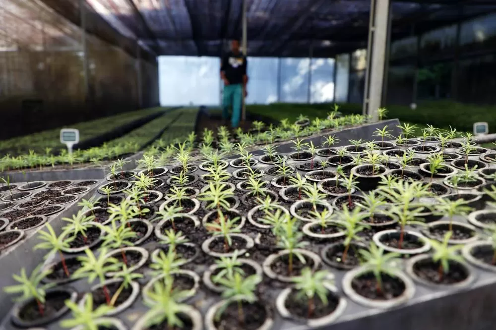 Estado vai distribuir 21,1 mil mudas nativas em ações para celebrar o Dia da Árvore Foto: Albari Rosa/Arquivo AEN