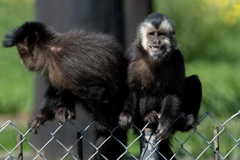 Macacos-prego que estavam vivendo em cativeiros irregulares encontraram no Zoológico de Curitiba um novo lar Foto: Denis Ferreira Netto/SEDEST-PR