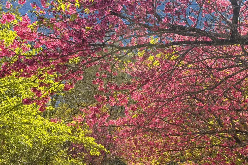 Pólens, umidade e temperatura: nova estação aumenta os riscos de alergias respiratórias Foto: Denis Ferreira Netto/SEDEST