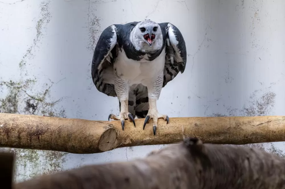 Uma das harpias transportadas. Fotos: William Brisida/Itaipu Binacional