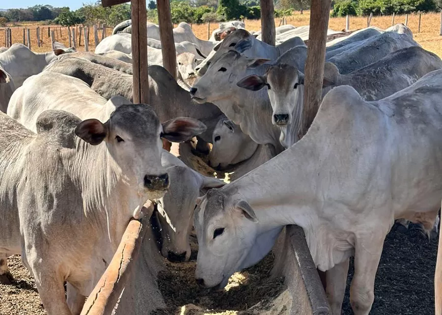 Foto: Carlos Frederico Martins