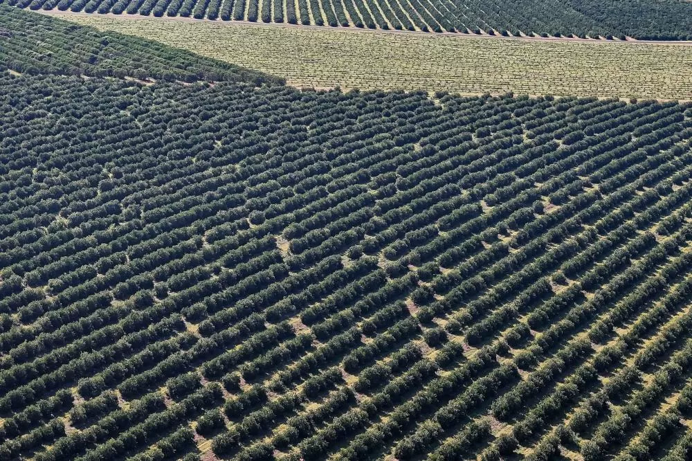 Paraná é o estado que mais destinou recursos para a agricultura em 2025 - Plantação de laranja Foto: Roberto Dziura Jr/AEN