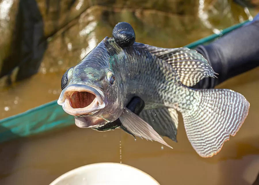 A pesquisa mostrou cenários diferentes: na Europa, o consumo de tilápia é de apenas 39 gramas por pessoa ao ano, enquanto nos Estados Unidos chega a 460 gramas. Entre as oportunidades indicadas está o fortalecimento da exportação de tilápia congelada para