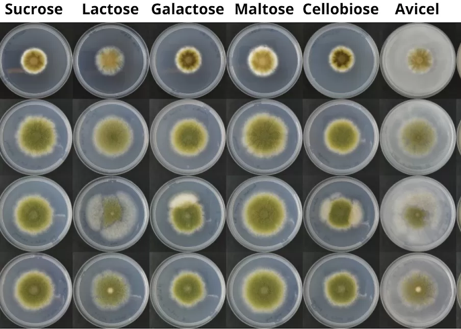 Os fungos devem ser uma importante fonte de proteína no futuro