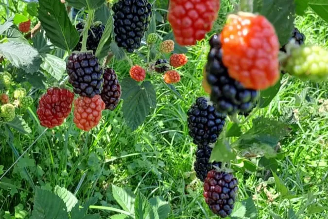 Boletim do Deral destaca exportação de proteínas animais e produção de amoras no Paraná Foto: Alessandra Detoni/IDR-PARANÁ
