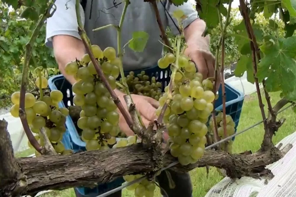 TV Paraná Turismo destaca a excelência da produção de vinhos e cervejas do Estado Foto: Divulgação TV Paraná Turismo