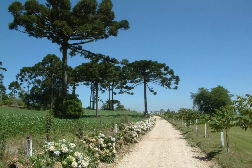 Foto: Rotas do Pinhão